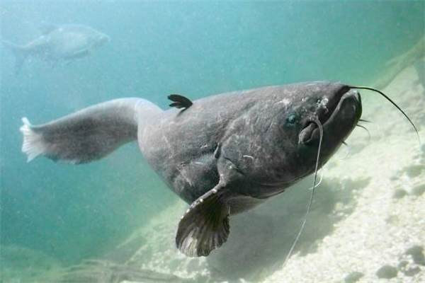 鲶鱼什么人不能吃,鲶鱼到底能不能吃