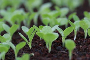 哪些食物发芽后不能食用,哪些食物发芽后可导致中毒