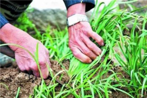 吃了韭菜烧心怎么缓解,吃韭菜烧心有什么办法快速解决