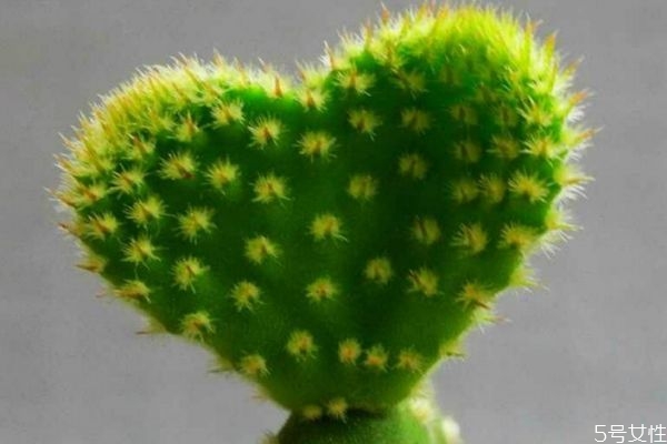 吃仙人掌的好处,食用仙人掌的作用和功效哪里有卖