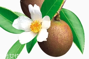 开背精油用哪种比较好,精油开背有什么效果