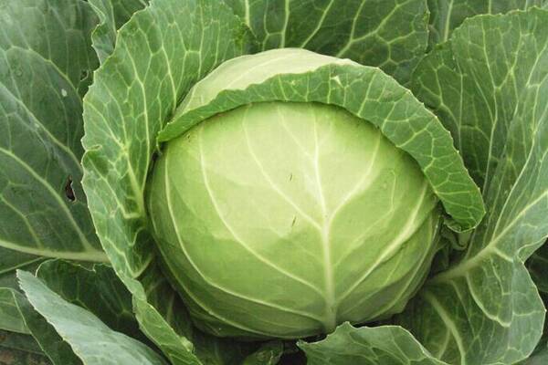 吃包菜有什么好处和坏处,经常吃包菜对身体有什么好处 吃包菜有什么好处和坏处,经常吃包菜对身体有什么好处