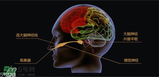 费洛蒙香水是否有用,正宗的费洛蒙香水多少钱