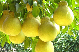 梨子在冰箱里可以放多久,梨可以放冰箱保鲜多久