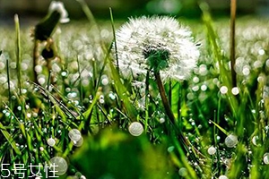 蒲公英和婆婆丁的区别在哪,蒲公英和婆婆丁的区别