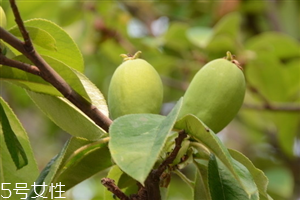 木梨怎么吃最好,木梨的吃法