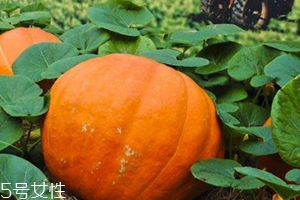 冻了的南瓜能吃吗蒸熟了可以冷冻吗,冻了的南瓜能吃吗