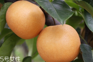 梨子的里面黑了还能吃吗,梨中间变黑还能不能吃