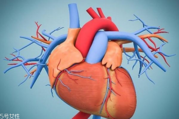 男女的心脏位置一样吗?,男女心脏位置有什么区别