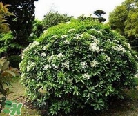 石楠花这么臭为什么还要种,大学为什么喜欢种石楠花