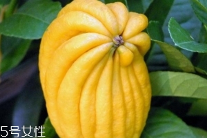 小青柑的味道怎么样的,乌木佛手柑是什么味道