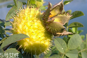 新鲜刺梨怎么保存,刺梨怎么保存