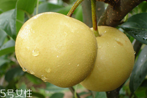 梨子能天天吃吗,梨子可以天天吃吗