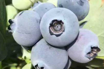 什么食物有抗癌作用,具有抗癌功效的食材 什么食物有抗癌作用,具有抗癌功效的食材