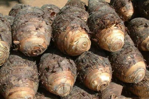 煮熟的香芋放冰箱可以放多久,香芋放冰箱冷藏可以放多久