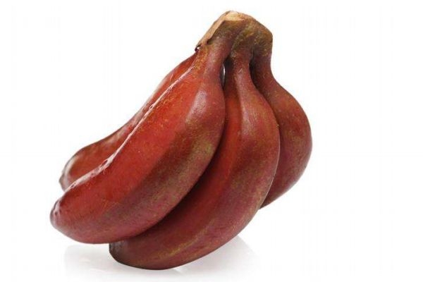 孕妇可以吃红香蕉吗?,孕妇是否可以吃香蕉