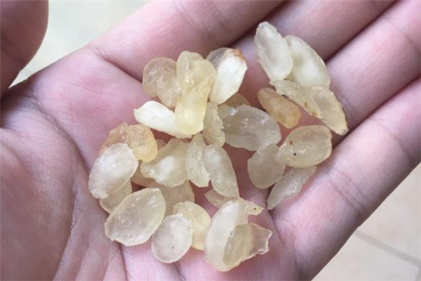 皂角米发黄是不是变质,皂角米发黄