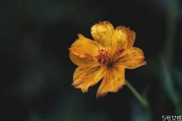 pua家庭 是什么意思是什么,家庭pua是啥