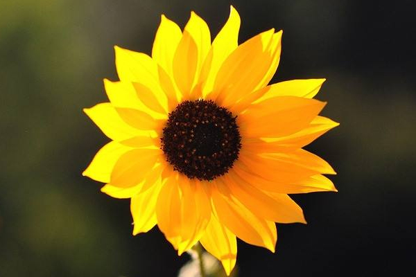 抑郁的前兆是什么表现,得忧郁症的前兆是什么 抑郁的前兆是什么表现,得忧郁症的前兆是什么