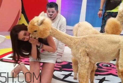 qq羊驼表情什么意思幽灵,qq羊驼表情是什么意思