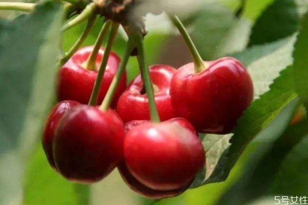 车厘子是几月份成熟的,车厘子成熟期是几月