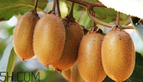 送猕猴桃代表什么意思,男生送女生猕猴桃啥意思