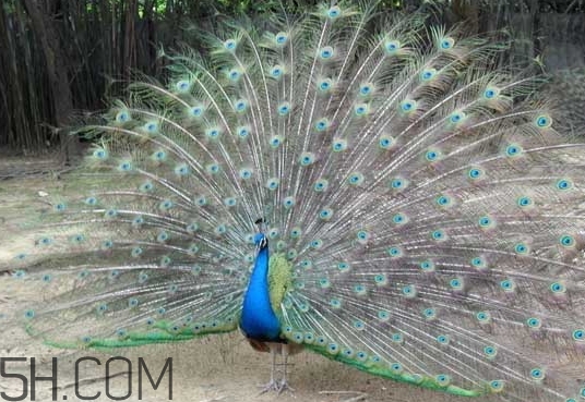 说女生花孔雀什么意思,孔雀女什么意思啊