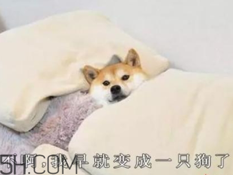 女生说你是单身狗是什么意思,单身狗是什么意思?