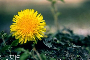 蒲公英有减肥的效果吗,喝蒲公英能减肥吗