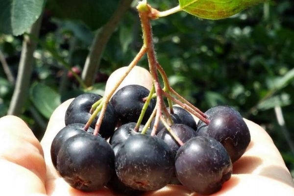 野樱莓是什么水果,野莓是什么