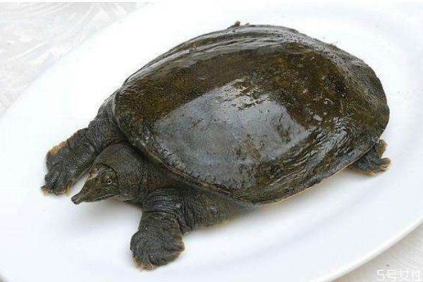 什么人不可以吃甲鱼,哪些人不能吃甲鱼 什么人不可以吃甲鱼,哪些人不能吃甲鱼