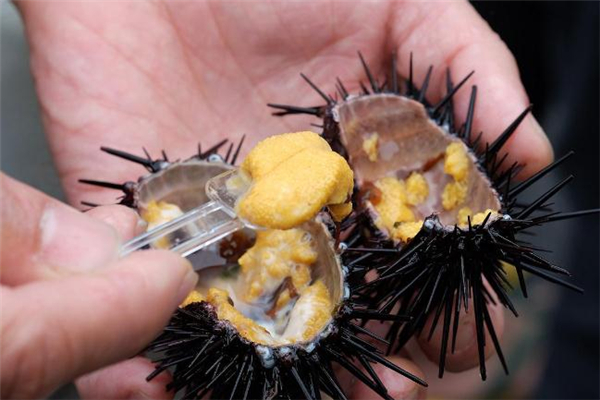 海胆刺身怎么吃 图解,日料海胆刺身怎么吃