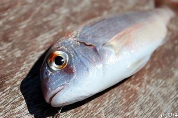 淡水鱼和海鱼的区别,淡水鱼和海水鱼有什么区别