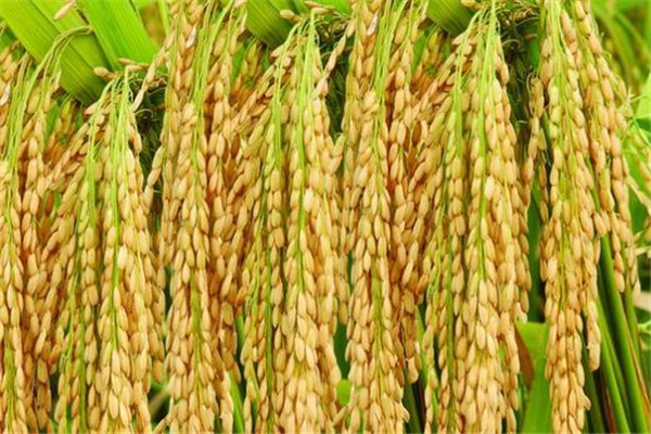 袁隆平 杂交水稻 时期,袁隆平培育成功杂交水稻的历史时期