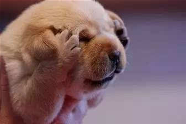 狗瘟是通过什么传播的,什么是犬瘟细小