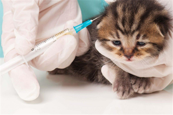 猫用打狂犬疫苗吗 知乎,不出屋的猫用打狂犬疫苗吗
