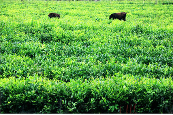 哪些人不能喝石崖茶,喝石崖茶有什么好处