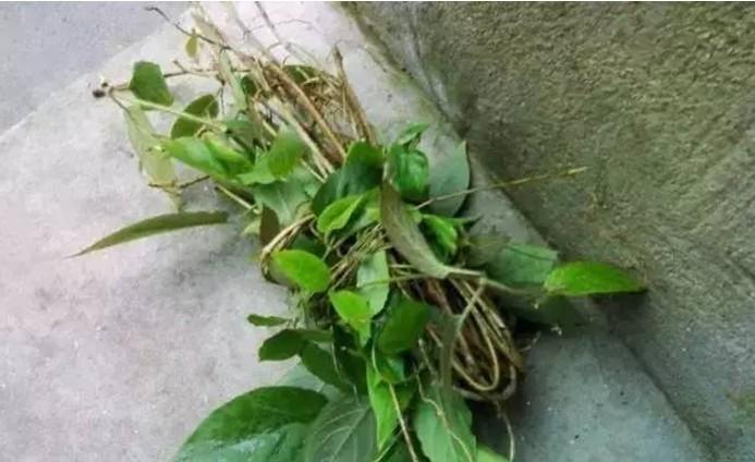 鸡屎藤治痛风怎么治,鸡屎藤能治疗痛风吗? 鸡屎藤治痛风怎么治,鸡屎藤能治疗痛风吗?