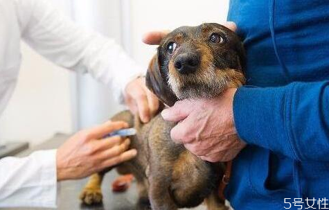 怎样才能把狗训的听话,狗狗不听话怎么办?(怎么训练狗?)