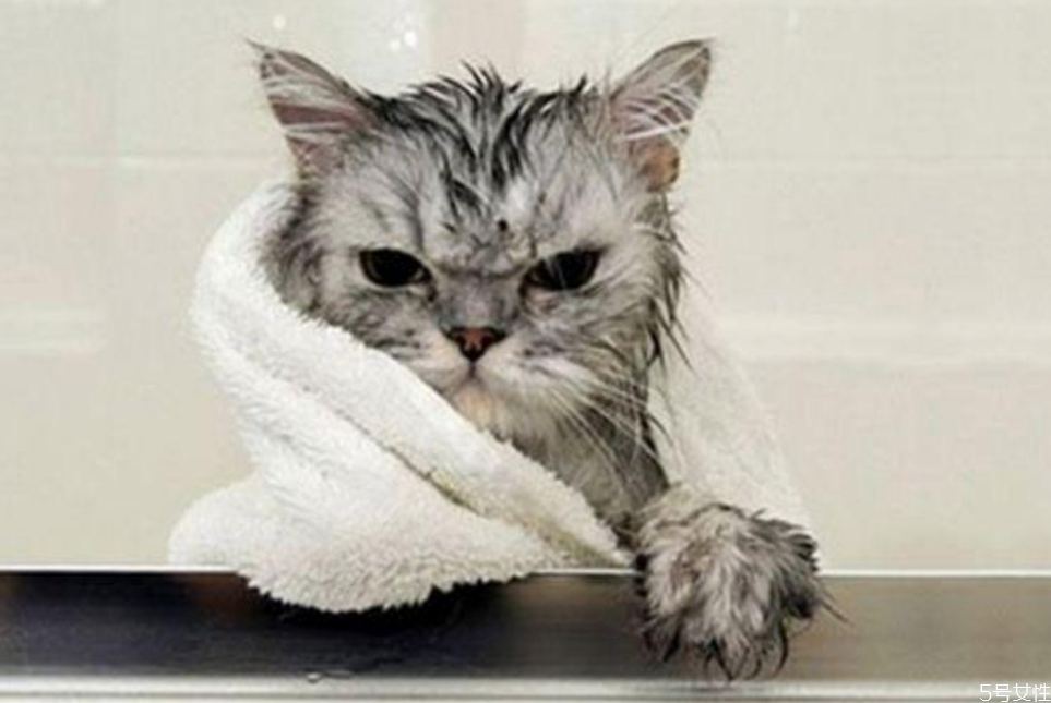 猫洗澡水温在多少合适用手感受,猫洗澡水温在多少合适怎么除猫身上的跳蚤 猫洗澡水温在多少合适用手感受,猫洗澡水温在多少合适怎么除猫身上的跳蚤