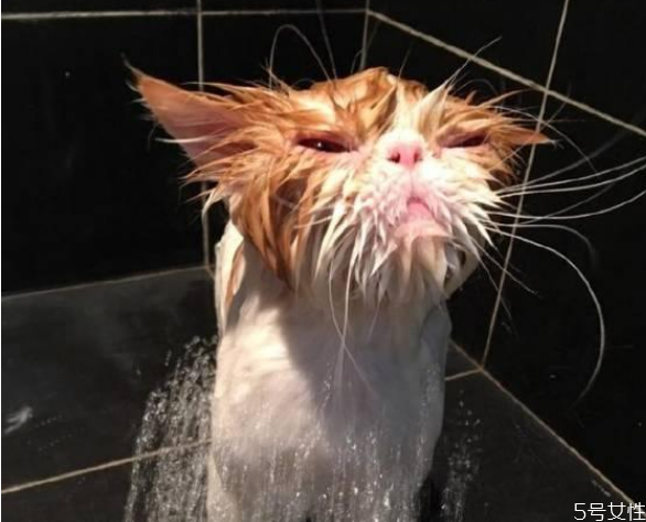 给猫洗澡多少钱一次,猫咪洗澡多久一次多少钱