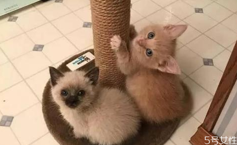 怎样给猫洗澡而且洗的干净,怎么给猫洗澡干净