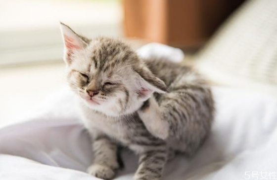 猫用湿毛巾擦擦毛行不,猫可以用湿毛巾擦吗