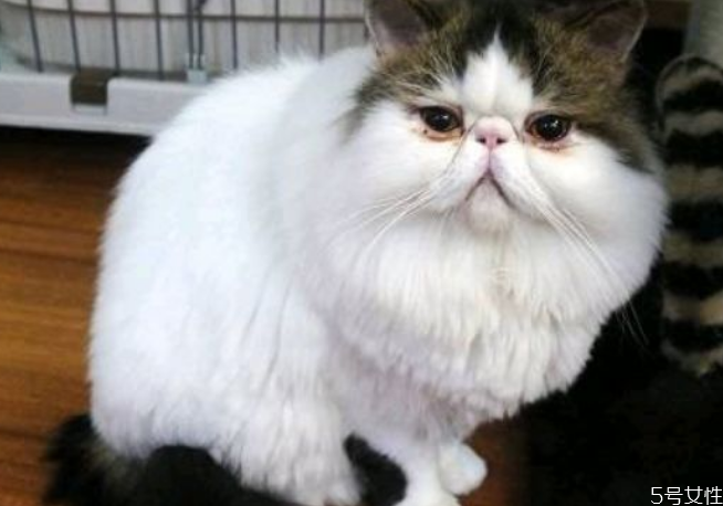 猫眼屎需要每天清理吗,猫眼屎要及时擦吗