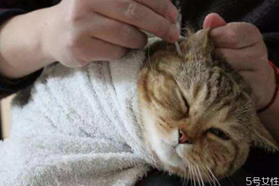 猫咪耳朵要经常清理吗,猫耳朵用清理吗