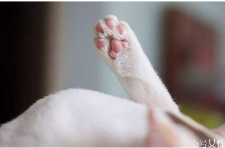 猫咪上完猫砂爬床不脏吗知乎,猫咪为什么总爬猫砂盆