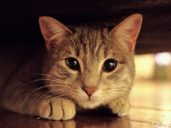 买不起猫砂用什么代替?,猫砂必须买吗