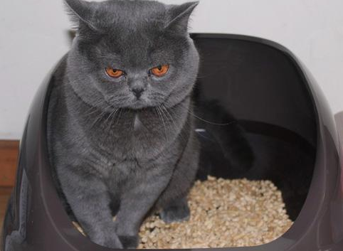 猫砂什么材质好,猫砂什么样子