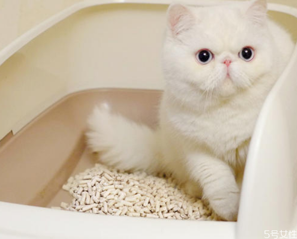 猫砂哪种比较好用,便宜又好用的猫砂