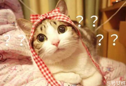 怎么缓解猫咪晕车后症状,猫咪晕车回家蔫了